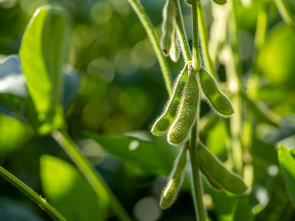 Genetically Modified Soybeans: Bad for Your Health?