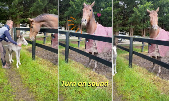 VIDEO: Mare Who Lost Baby ‘Adopts’ Gypsy Colt Rejected by Mom—Listen to Her Adorable Reaction