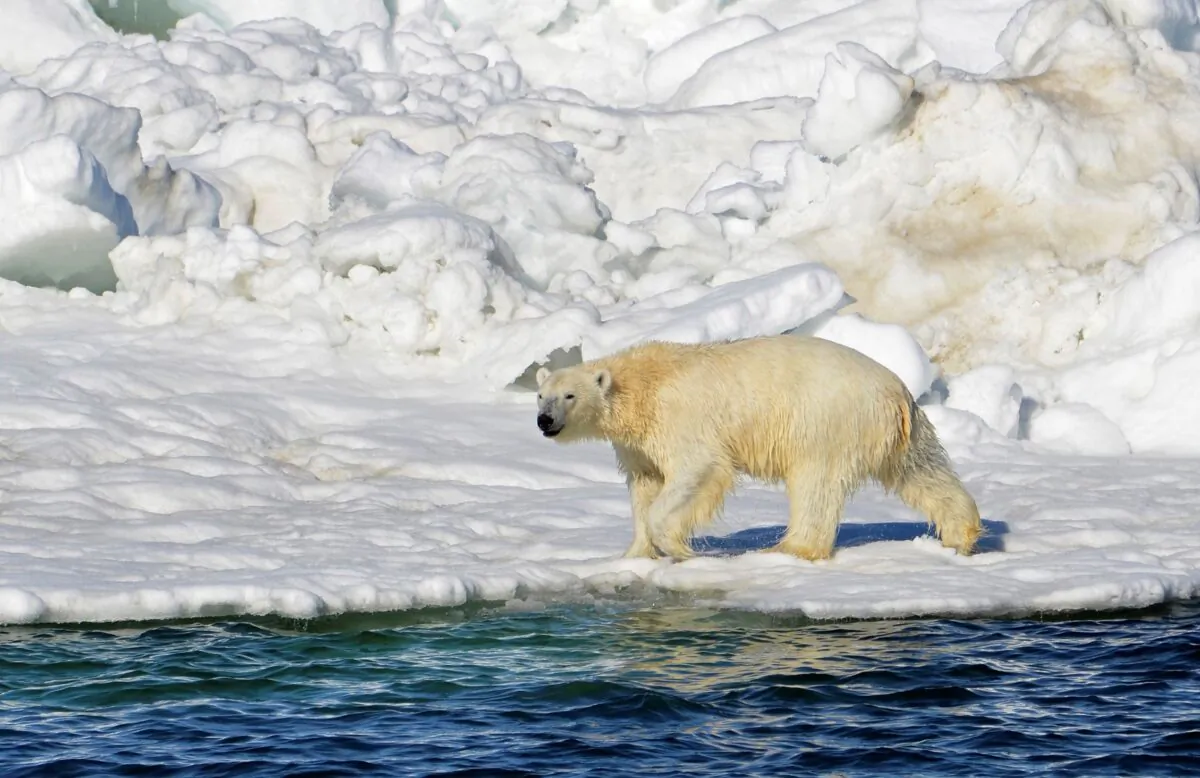 A polar bear dries off after taking a swim in the Chukchi Sea in Alaska on June 15, 2014. (Brian Battaile/U.S. Geological Survey via AP)