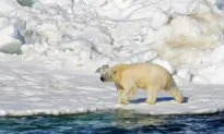 Polar Bear Kills Woman, Boy in Remote Alaska Village
