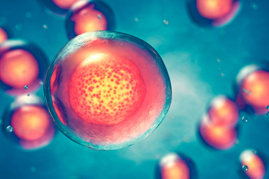 Disease often begins at the cellular level but our cells have ways to heal themselves—if we give them what they need to do it. 
(nobeastsofierce/Shutterstock)