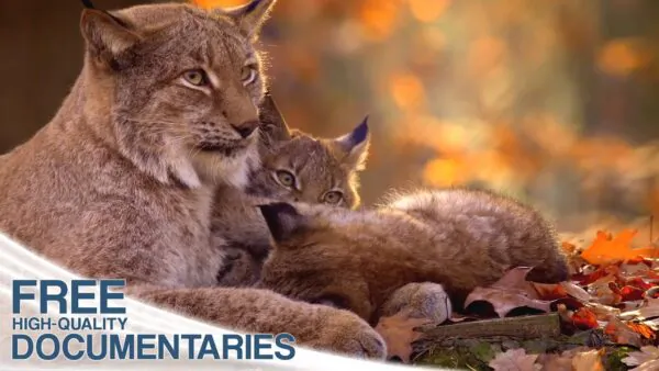 The Lynx: Spectacular Wildlife and a Rare Hunter in the Bohemian Forest