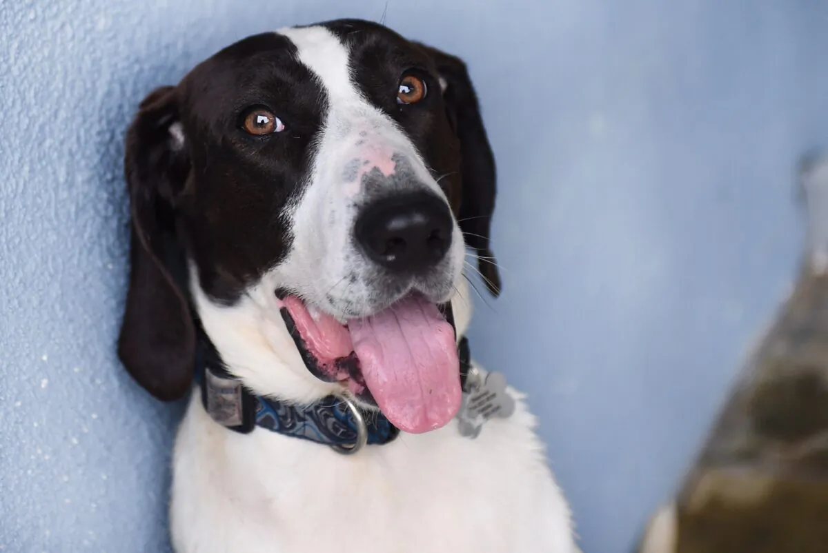 Oliver, rescued from a local medical research facility. (Courtesy of Cell Dogs)