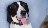 Incarcerated Youth Rehabilitate Through Dog Training at OC Probation