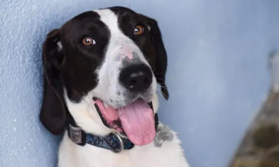 Incarcerated Youth Rehabilitate Through Dog Training at OC Probation
