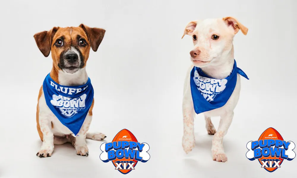 Crocket (L) and Carlos (R) are representing Helen Woodward Animal Center in the Animal Planet’s PUPPY BOWL XIX.(Courtesy of Animal Planet’s PUPPY BOWL XIX)