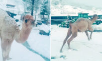 VIDEO: Baby Camel Jumps for Joy Seeing Snow for the First Time, Runs to Call His Goat Friends