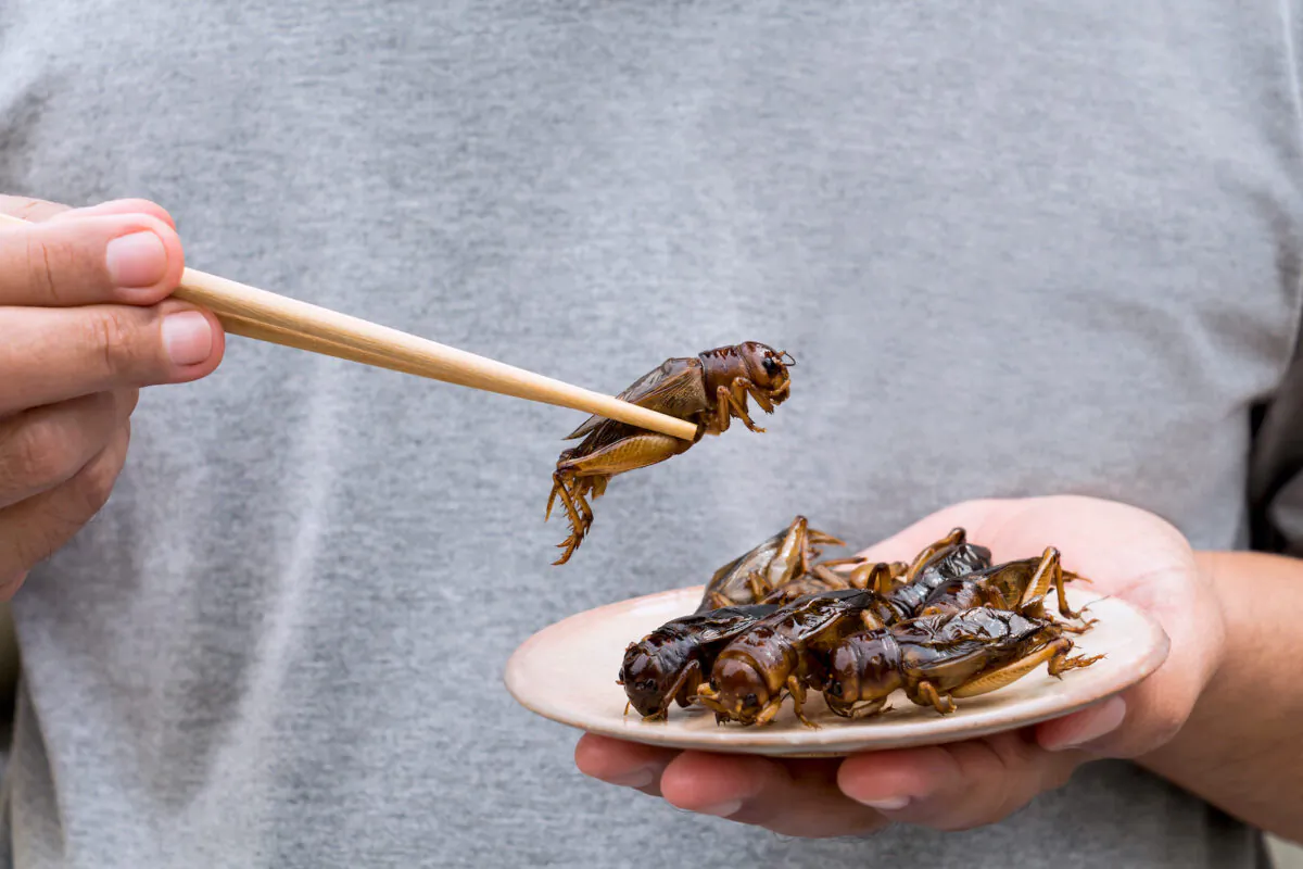 Man's hand holding chopsticks eating crickets. (nicemyphoto via Shutterstock)