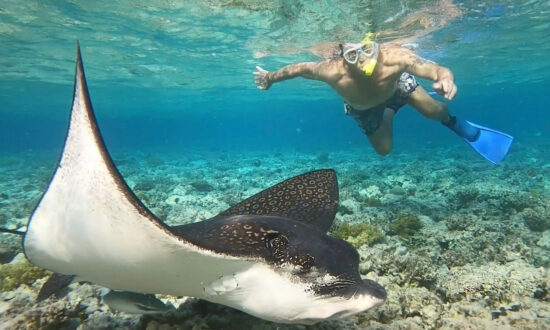 VIDEO: 70-Year-Old Snorkeler Stunned as Huge, Lethal Leopard Ray Swims by Just Inches Away