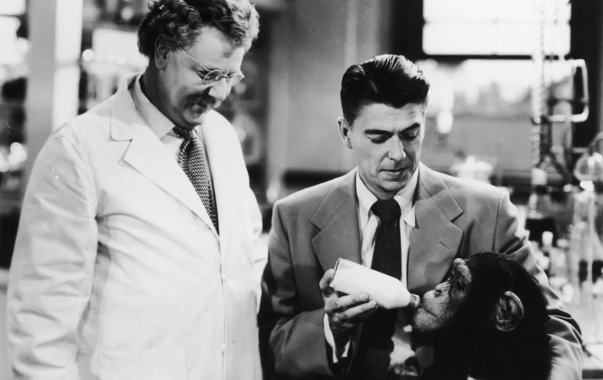 Austrian actor Walter Slezak as Professor Nuemann watches American actor Ronald Reagan as Professor Boyd feed Bonzo the chimp with a baby bottle in a still from the film "Bedtime for Bonzo" from 1951.  (Hulton Archive/Getty Images)