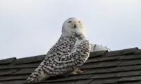 Snowy Owl Reportedly Leaves Cypress as Experts Lead Discussion on the Rare Bird