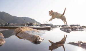 Stray Cats in a Fishing Village