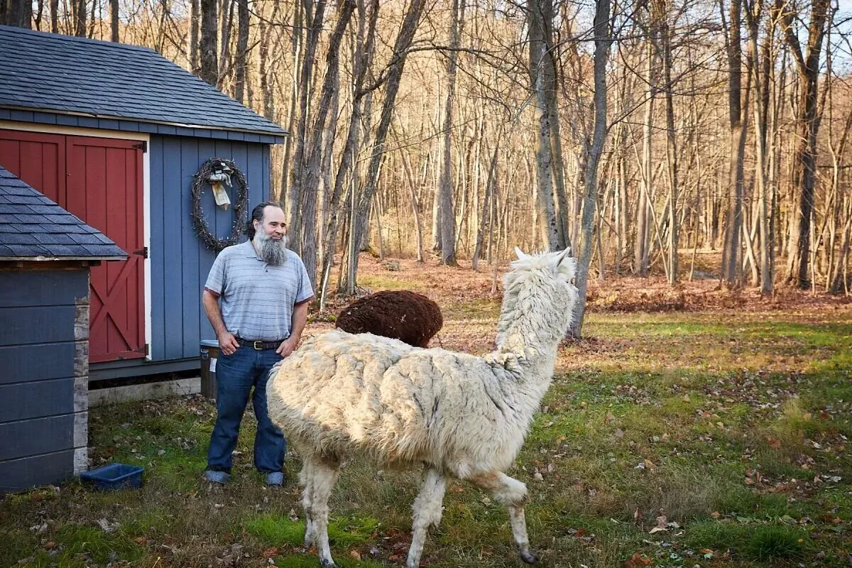 Alan DiPietro in an undated photograph at his alpaca farm in central Massachusetts. (Courtesy Pacific Legal Foundation)


