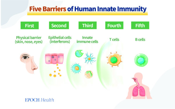 人間の自然免疫の5つの障壁。