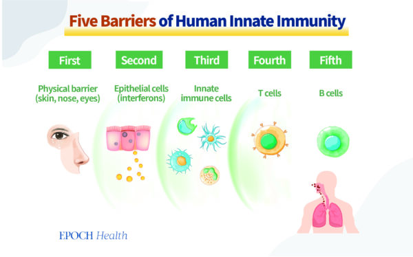 Cinque barriere dell'immunità innata umana.