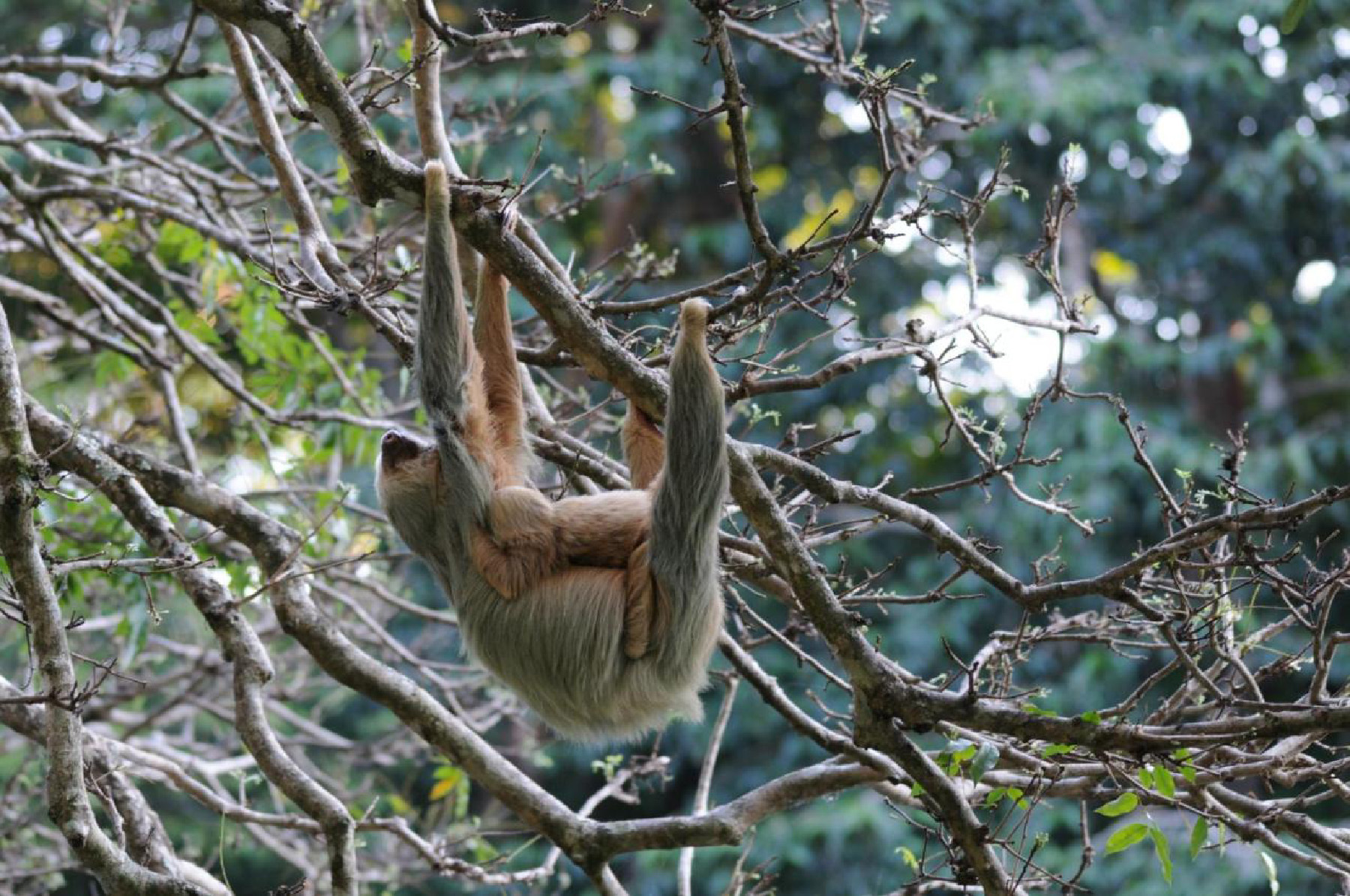 A sloth delights visitors to Canas Castilla in Costa Rica.