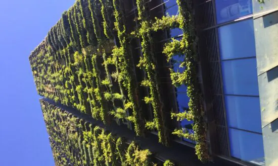 Vertical Gardens: Researchers Determine Efficacy of Cheaper Cooling Method
