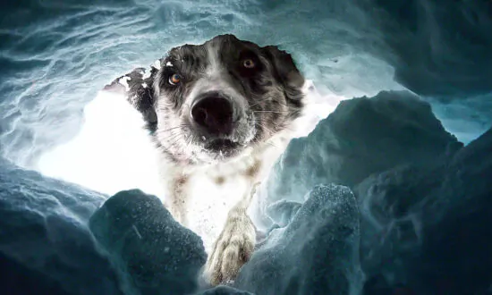 Dog Photography Awards Reveals Top Dog Pictures of 2022—Avalanche Search K9s, Frisbees, and More