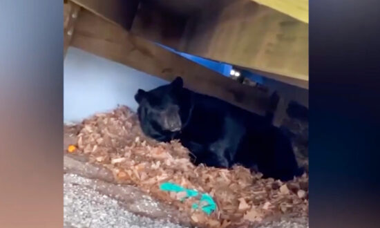 Connecticut Family Shocked to Find a Bear Under Their Backyard Deck but Decide Not to Bother Him