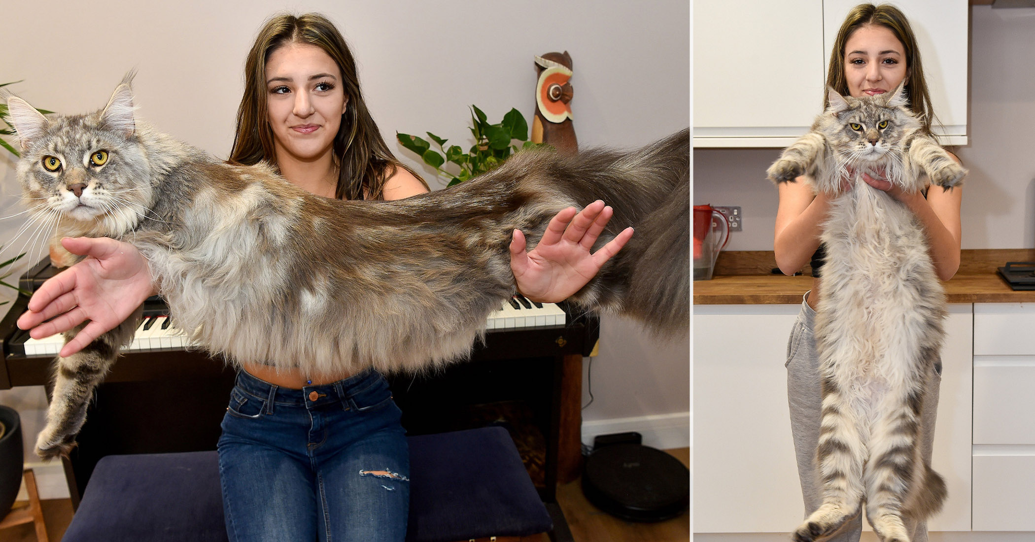 Photos: Everyone Thinks This Enormous 24-pound Cat Is A Lion, And He’s 