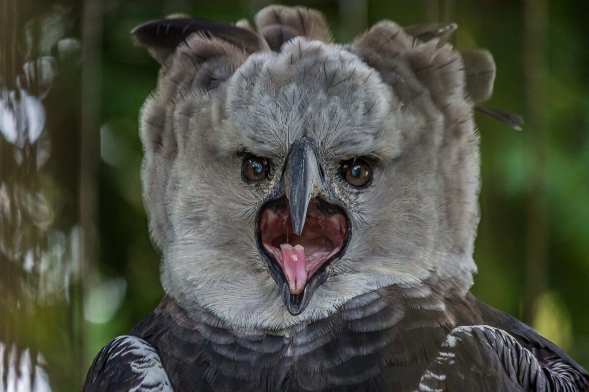 Discovery Channel UK on X: With a two-metre wingspan, the harpy eagle is  one of the world's largest birds of prey. And what about those talons? As  big as bear claws!  /