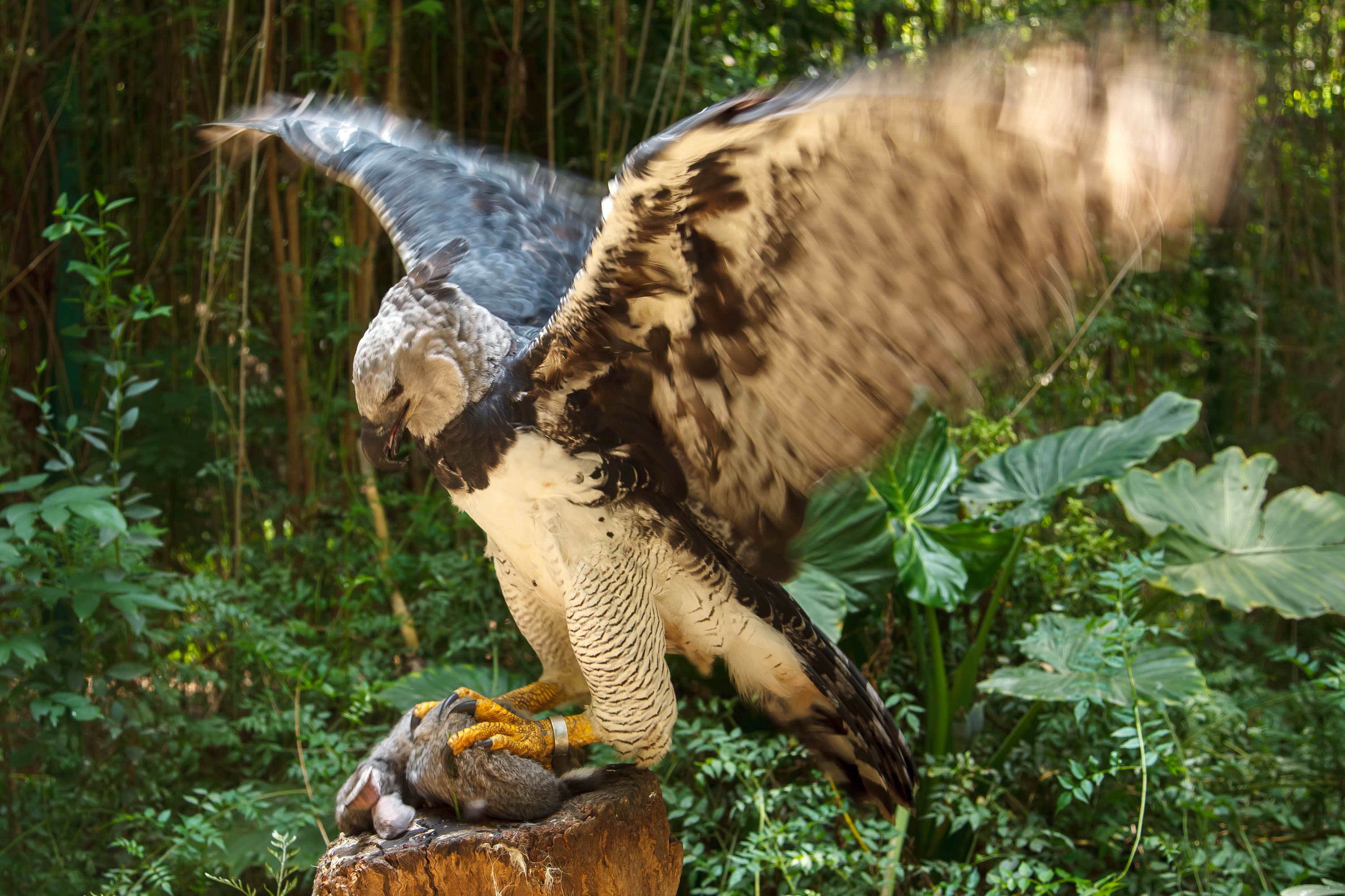 behold - Beasts! — Harpy eagle! Big bad apex predator of the forest