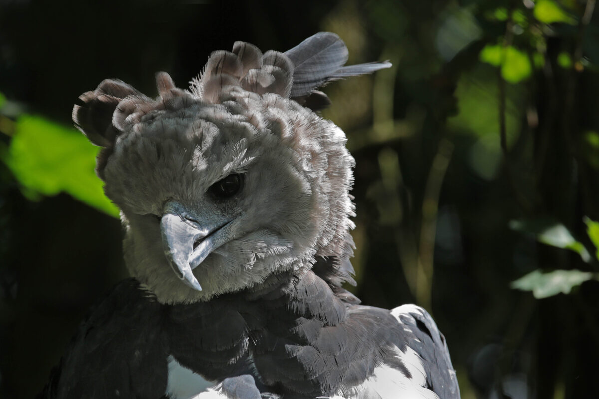 This Giant Bird of Prey Is The Most Powerful Eagle on Earth With Talons ...