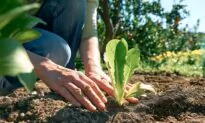 Garden Planning: How to Make This Year’s Crop Your Biggest Ever, Part 1