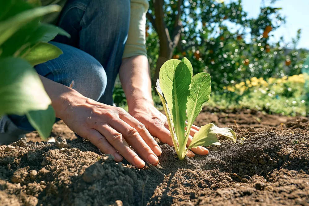 Many seeds can be started early indoors, then transplanted outside when the weather allows. (Caterina Trimarchi/Shutterstock)