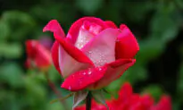 American Garden Rose Selection 2023 Winners