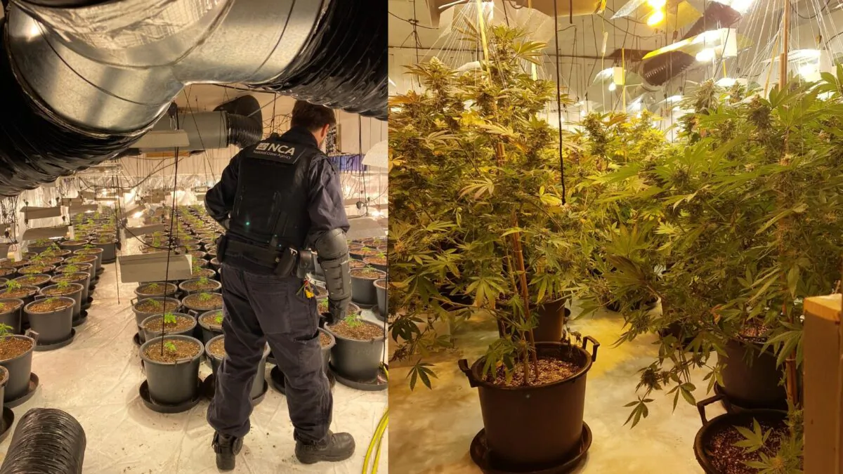 A National Crime Agency officer inspects a cannabis farm—with a crop worth £1 million—which was found in a derelict nightclub in Coventry, England, in October 2020. (National Crime Agency)