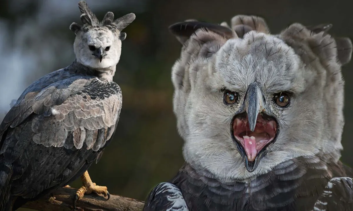 (CARL DE SOUZA/AFP via Getty Images; Dmitrii Kash/Shutterstock)