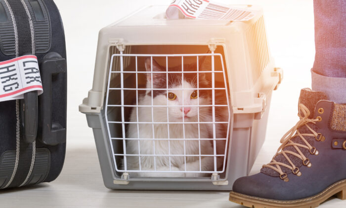 Planning a Flight With Your Pet? Here Are Some Options Airlines Offer