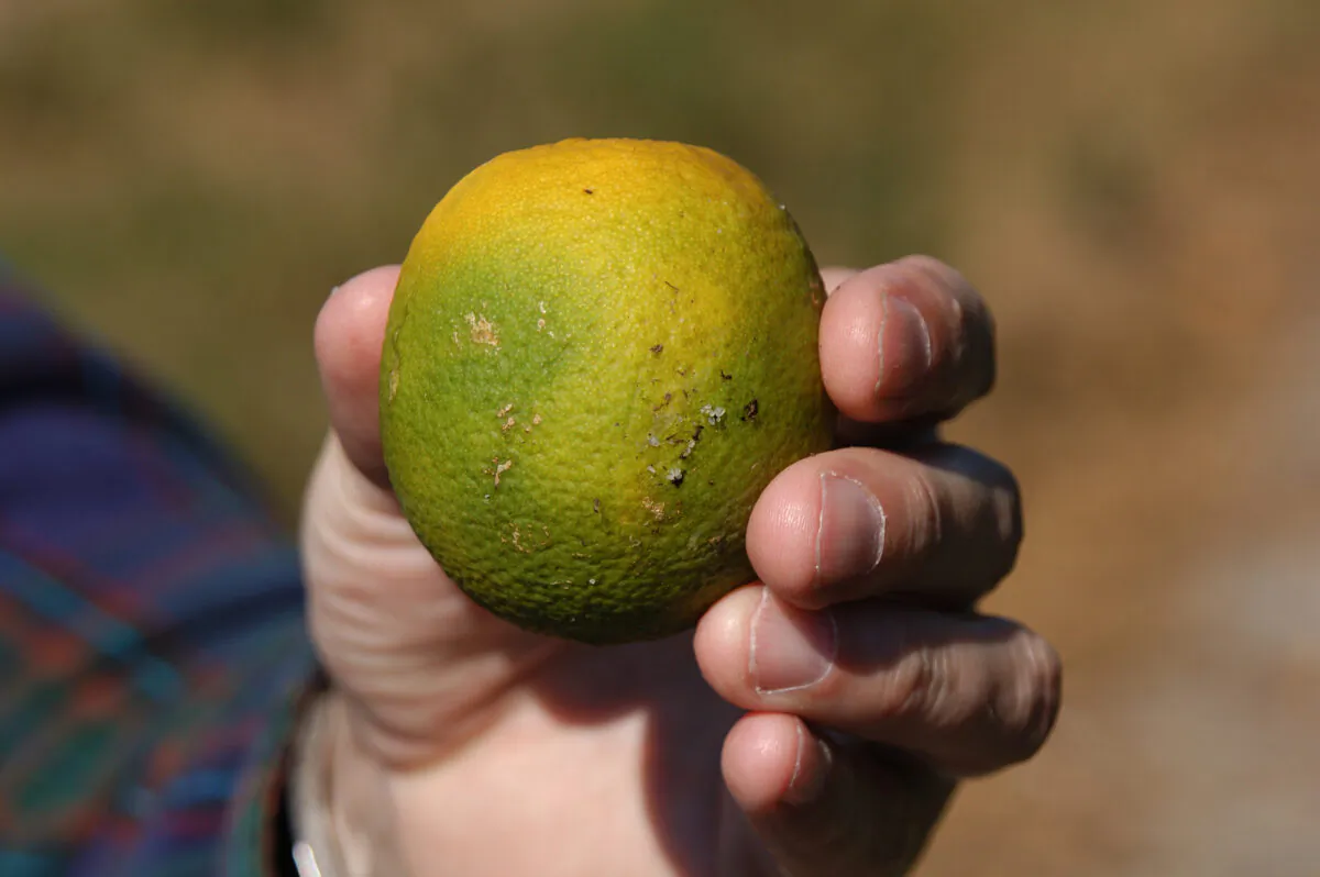 A plant affected by the disease Huanglongbing is believed to be caused by a phloem-restricted bacterium which is vectored by the Asian Citrus Psyllid. (Courtesy of the California Department of Food and Agriculture)