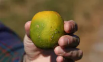 Deadly Bacterial Disease Affecting Trees Found in Costa Mesa