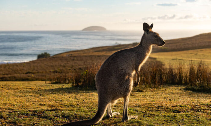An Eastern Grey Kangaroo is seen at Look At Me Now Headland in Coffs Harbour, NSW, Australia on Nov. 25, 2022. (Matt Jelonek/Getty Images)