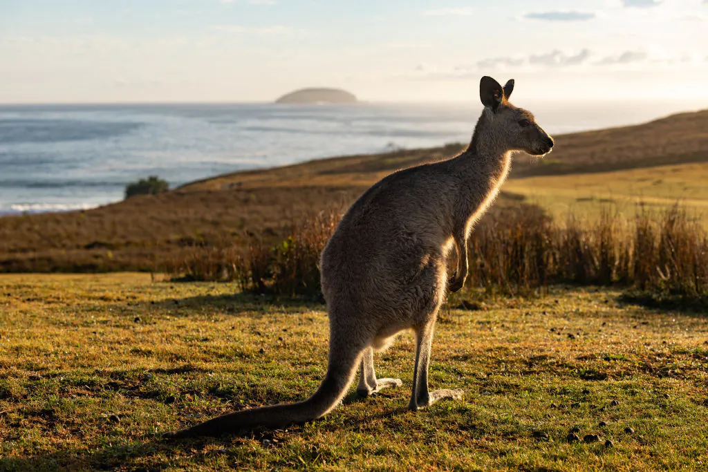 An Eastern Grey Kangaroo is seen at Look At Me Now Headland in Coffs Harbour, NSW, Australia on Nov. 25, 2022. (Matt Jelonek/Getty Images)