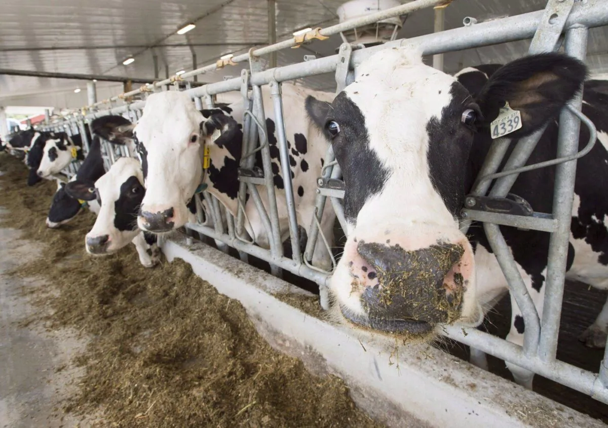 Dairy cows are seen at a farm, Aug. 31, 2018 in Sainte-Marie-Madelaine, Que. (The Canadian Press/Ryan Remiorz)