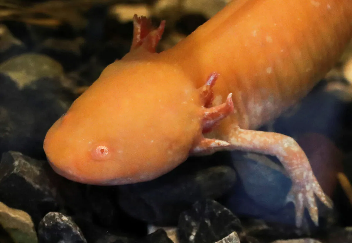 An axolotl (Ambystoma mexicanum) swims in an aquarium at the new Axolotl Museum and Amphibians Conservation Center, which is to promote the protection and study of this endangered species, at Chapultepec Zoo in Mexico City on Jan. 25, 2023. (Henry Romero/Reuters)