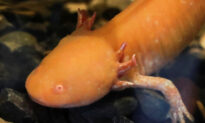 New Museum in Mexico Spotlights Endangered Axolotl Salamander