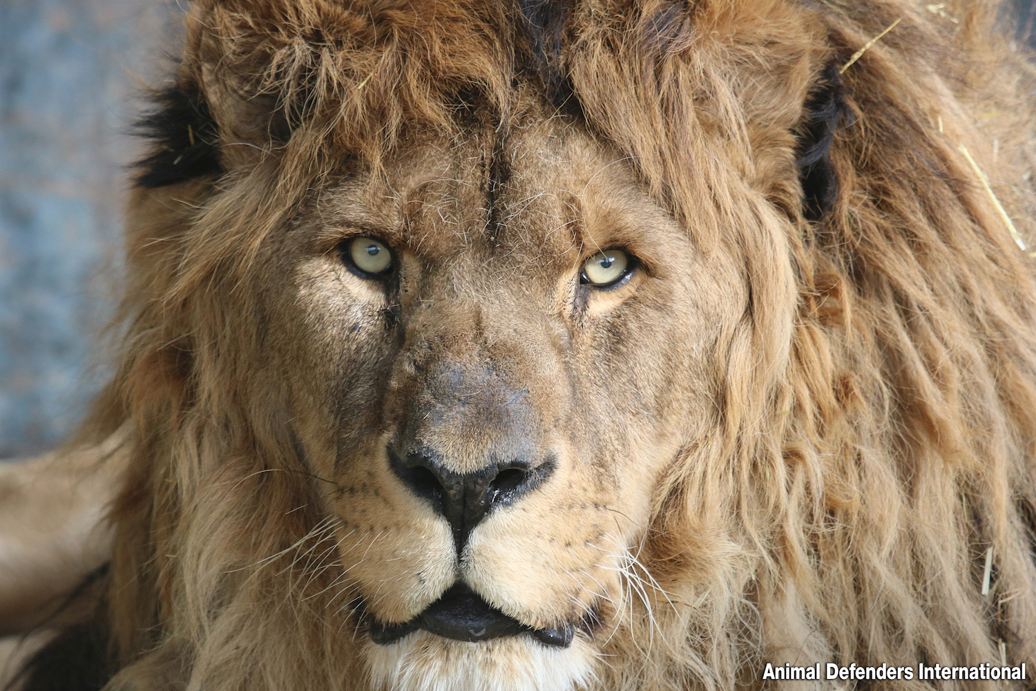 “Thank You So Much!” — After 15 Years, the World’s Loneliest Lion Finds ...