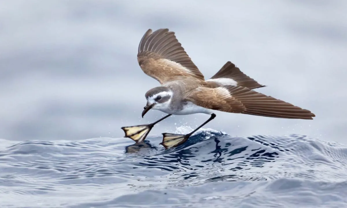  (Courtesy of John Harrison via BirdLife Australia)