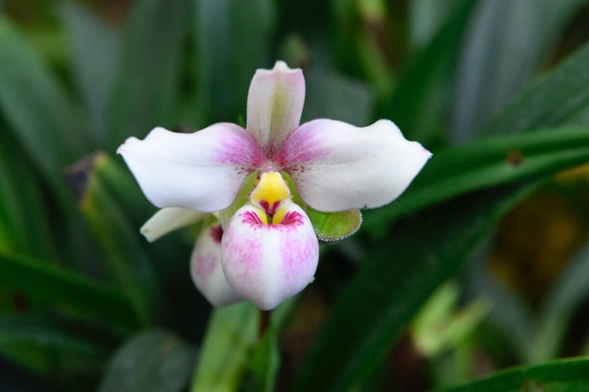 NextImg:Study: Herb Dendrobium Has Antidepressant Effects
