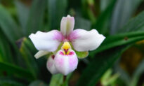 Study: Herb Dendrobium Has Antidepressant Effects