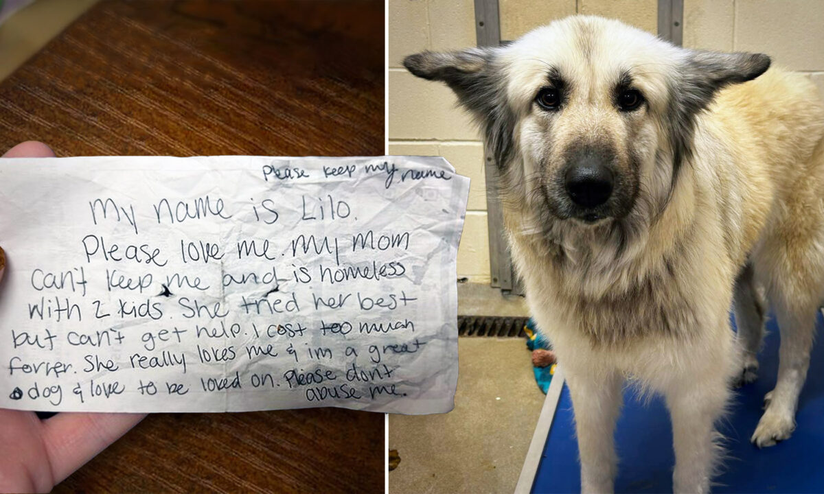 NextImg:Dog abandoned by owner who became homeless but left note—until strangers step in to reunite them