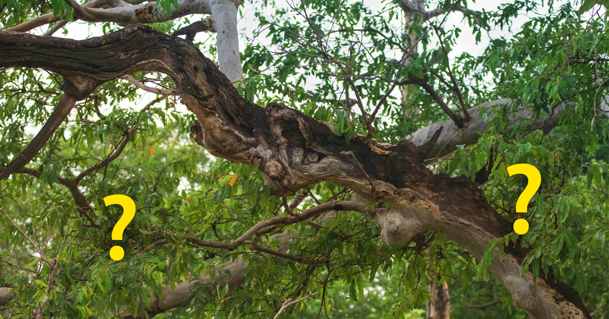 NextImg:'Masters of camouflage': Photographer spots scops owls in their natural habitats—can you spot them?