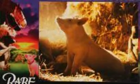 Popcorn and Inspiration: ‘Babe’: A Pig’s Parable About Prejudice