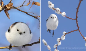 Cuteness Overload: The Tiny Cotton Ball-Like Birds Known As ‘Snow Fairies’ in Japan