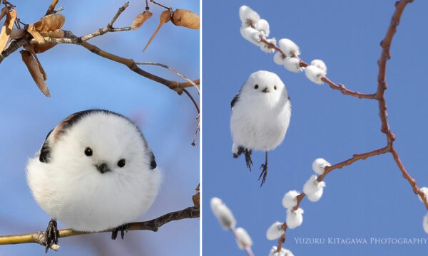 Cuteness Overload: The Tiny Cotton Ball-Like Birds Known As 'Snow Fairies' in Japan