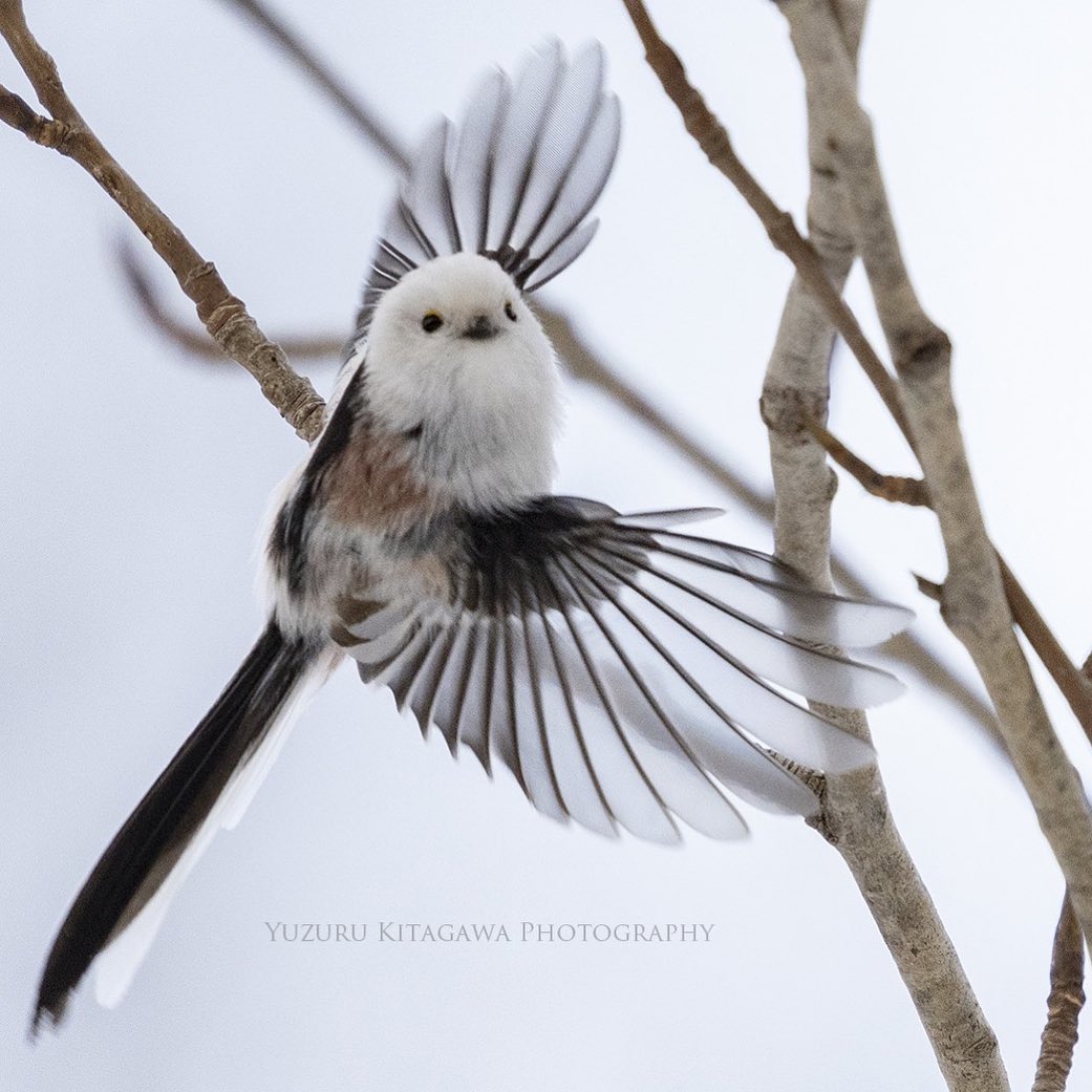 Cuteness Overload: The Tiny Cotton Ball-Like Birds Known As ‘Snow ...